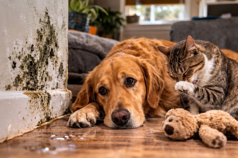 Can Mold Make Your Pet Sick? Warning Signs Every Owner Should Know