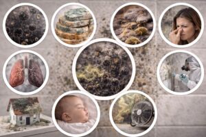 Mold Facts: 10 Surprising Things About Mold Everyone Should Know